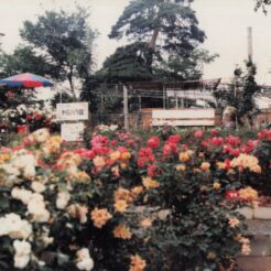 1982-06-01 山形県南陽市 双松公園のバラ園<br>おじいちゃんとおばあちゃんの山形旅行