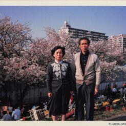 1986-04-13 東京都大田区六郷土手 多摩川の土手で桜を背景に立っているおじいちゃんとおばあちゃん<br>桜の咲く多摩川の土手で記念撮影をするふたり。背景にお花見をする人々