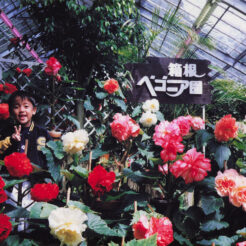 1991-04-28 箱根ベゴニア園の看板の前にいるCOTA<br>箱根ベゴニア園（現在は閉園）の看板前に立つCOTA