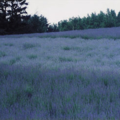 1993-07-20 富良野 ラベンダー畑<br>富良野 ラベンダー畑