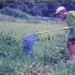 虫取り