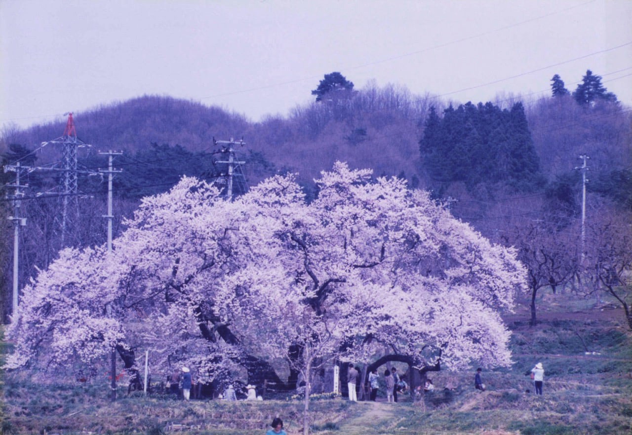 サクラ