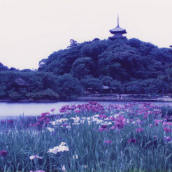 1995-02-12 横浜 三溪園<br>横浜 三溪園