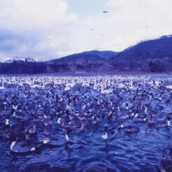 1995-02-27 安曇野、犀川の鳥<br>長野県 犀川の鳥