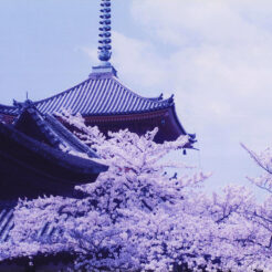 1995-04-12 清水寺の桜<br>清水寺の桜