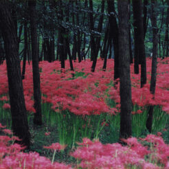 1995-09-01 巾着田の曼珠沙華<br>巾着田の彼岸花