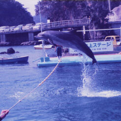 1996-03-28 下田海中水族館<br>下田海中水族館