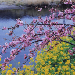 1999-02-23 河津川と河津桜、菜の花<br>河津桜と菜の花