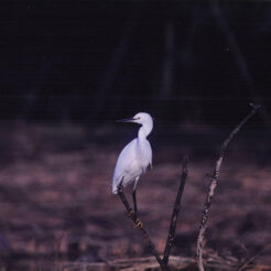 1999-11-19 北山公園のサギ<br>北山公園の鷺