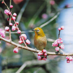 2000-02-28 河津桜にとまるメジロ<br>カワヅザクラにとまっているメジロ