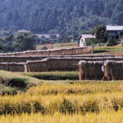 2000-09-21 日向薬師 田園風景<br>日向薬師デ ヒガン花満開 神奈川県日向（ヒナタ）薬師 田園風景デヒガン花 満開