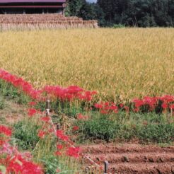 2000-09-21 日向薬師 田畑を囲う彼岸花<br>日向薬師デ ヒガン花満開 神奈川県日向（ヒナタ）薬師 田園風景デヒガン花 満開