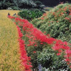 2000-09-21 日向薬師 端に沿って植えられた彼岸花<br>日向薬師デ ヒガン花満開 神奈川県日向（ヒナタ）薬師 田園風景デヒガン花 満開