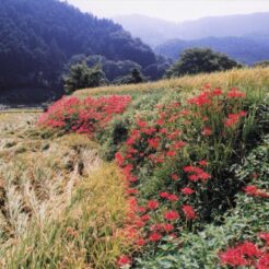 2000-09-21 日向薬師 田園風景と彼岸花と山々<br>日向薬師デ ヒガン花満開 神奈川県日向（ヒナタ）薬師 田園風景デヒガン花 満開