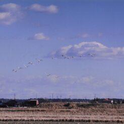 2001-01-06 本埜村 田園風景と白鳥<br>本埜村（水田）デ 大小ハクチヨウ 大小ハクチヨウ220羽 晴天の水田デよくとんだ