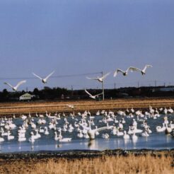 2001-02-10 本埜村 水辺に浮かぶ白鳥と飛んでいる白鳥<br>本埜村（水田）デ 大小ハクチヨウ 大小ハクチヨウ220羽 晴天の水田デよくとんだ