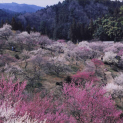 2001-03-21 青梅梅林公園の梅<br>梅