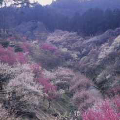 2001-03-21 青梅梅林公園の梅<br>梅