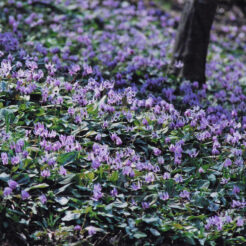 2001-04-07 武蔵村山市六道山公園のカタクリ<br>武蔵村山市六道山公園の片栗