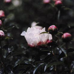 2001-05-11 シャクヤク<br>大船植物園の芍薬