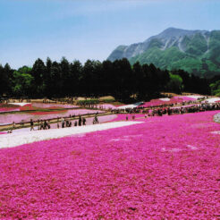 2001-08-09 羊山公園の芝桜<br>羊山公園の芝桜