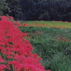 2001-09-16 日向薬師周辺の彼岸花<br>神奈川県伊勢原の日向薬師周辺のヒガンバナ