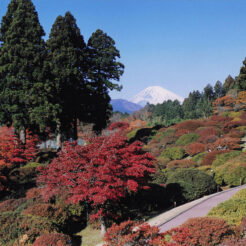 2001-11-21 箱根の紅葉した庭園と富士山<br>紅葉した庭園から見た富士山