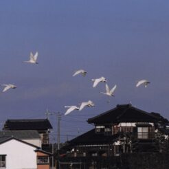 2001-12-11 本埜村 家屋と白鳥<br>白鳥