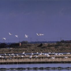 2002-01-30 本埜村 白鳥と水田<br>白鳥