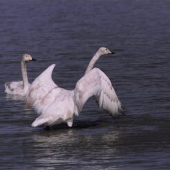 2002-02-24 本埜村 水辺のオオハクチョウ<br>白鳥