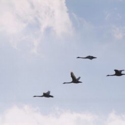 2002-02-24 本埜村 空を舞うオオハクチョウ<br>白鳥