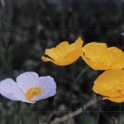 2002-04-01 東京都薬用植物園 黄色いシベリアヒナゲシ<br>ケシ