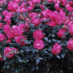 2002-05-12 神代植物園のバラ<br>薔薇