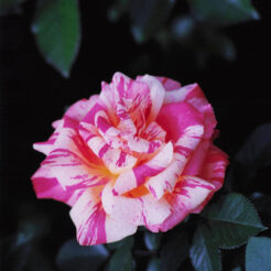 2002-05-12 神代植物園のモーリス・ユトリロ<br>薔薇 モーリス・ユトリロ