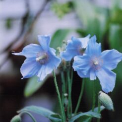 2002-05-24 東京都薬用植物園 ヒマラヤの青いケシ<br>ヒマラヤの青いケシ