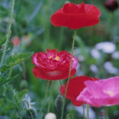 2002-05-24 東京都薬用植物園 赤いケシ<br>ヒマラヤの青いケシ