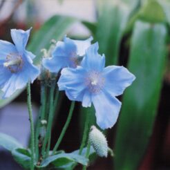 2002-05-24 東京都薬用植物園 並んでいるヒマラヤの青いケシ<br>ヒマラヤの青いケシ