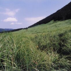 2002-07-30 箱根 仙石原のススキの緑<br>夏のススキ