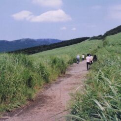 2002-07-30 箱根 仙石原<br>夏のススキ