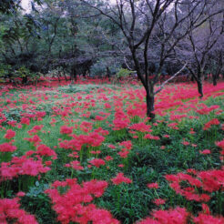 2002-09-30 巾着田の彼岸花<br>巾着田の曼珠沙華