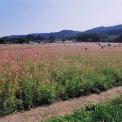 2002-10-13 巾着田のコスモス畑<br>巾着田のコスモス畑