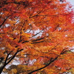 2002-11-20 箱根ハイランドホテルの紅葉<br>箱根ハイランドホテルの紅葉