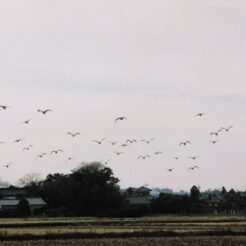 2002-12-20 本埜村 村を飛ぶ白鳥<br>白鳥