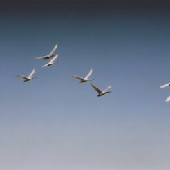 2003-02-14 本埜村 空を飛ぶ白鳥たち<br>白鳥