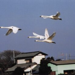 2003-02-14 本埜村 家屋を背に飛ぶ白鳥四羽<br>白鳥