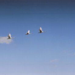 2003-02-14 本埜村 空を進む三羽の白鳥<br>白鳥