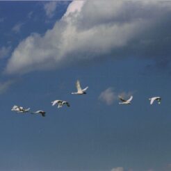 2003-02-14 本埜村 遠くへと飛んでいく白鳥たち<br>白鳥