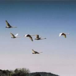 2003-02-01 本埜村 勢いよく飛び立った白鳥<br>白鳥