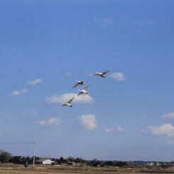 2003-02-14 本埜村 田畑を背景に羽ばたく白鳥<br>白鳥