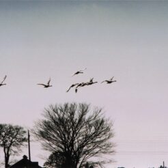 2003-02-14 本埜村 木々を背景に日の光を浴びて飛ぶ白鳥<br>白鳥